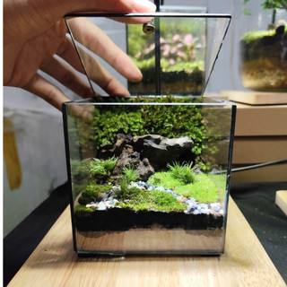 Terrarium Phong Thủy " Huyền Thảo Bình An " quà tặng bạn gái ý nghĩa ( Có Hỏa Tốc )