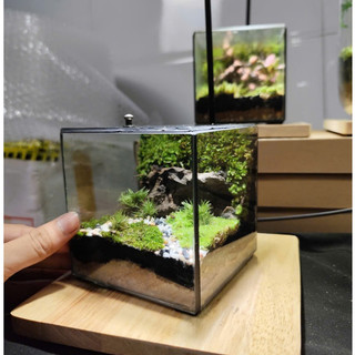 Terrarium Phong Thủy " Huyền Thảo Bình An " quà tặng bạn gái ý nghĩa ( Có Hỏa Tốc )