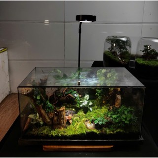 Terrarium Phong Thủy "U LINH TĨNH VŨ" - Giọt Mưa Tĩnh Lặng Giữa Chốn U Linh, Gội Rửa Muộn Phiền