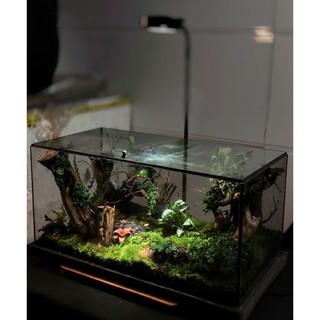 Terrarium Phong Thủy "U LINH TĨNH VŨ" - Giọt Mưa Tĩnh Lặng Giữa Chốn U Linh, Gội Rửa Muộn Phiền