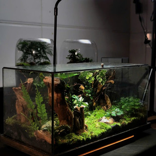 Terrarium Phong Thủy "U LINH TĨNH VŨ" - Giọt Mưa Tĩnh Lặng Giữa Chốn U Linh, Gội Rửa Muộn Phiền