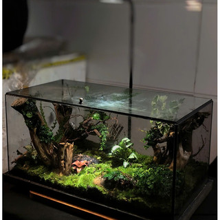 Terrarium Phong Thủy "U LINH TĨNH VŨ" - Giọt Mưa Tĩnh Lặng Giữa Chốn U Linh, Gội Rửa Muộn Phiền