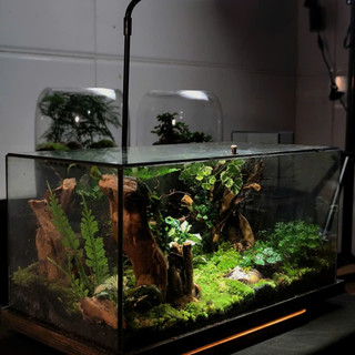 Terrarium Phong Thủy "U LINH TĨNH VŨ" - Giọt Mưa Tĩnh Lặng Giữa Chốn U Linh, Gội Rửa Muộn Phiền