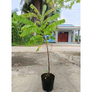 Cây giống khế tàu cao lớn