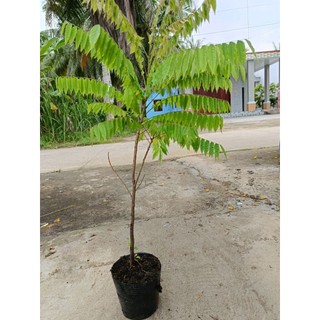 Cây giống khế tàu cao lớn