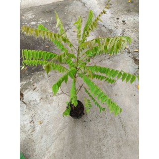 Cây giống khế tàu cao lớn