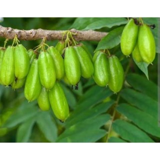 Cây giống khế tàu cao lớn