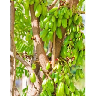 Cây giống khế tàu cao lớn