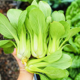 [COMBO 10 GÓI] Hạt Giống Rau Cải Dễ Trồng, Nhanh Thu Hoạch, Năng Suất Cao, Trồng Quanh Năm