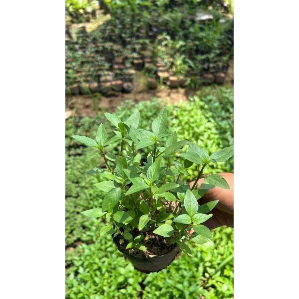 chậu cây rau húng quế rau gia vị | Shopee Việt Nam