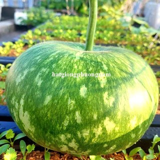 5 Hạt - Hạt Giống Bầu Colling F1 Đài Loan Phương Nam