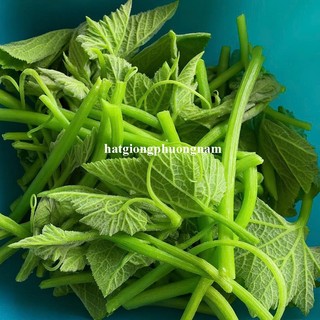 1 Gram - Hạt Giống Bí Siêu Ngọn Phương Nam