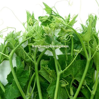1 Gram - Hạt Giống Bí Siêu Ngọn Phương Nam