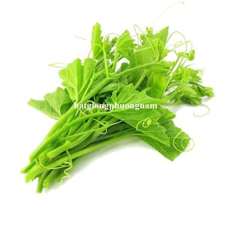 1 Gram - Hạt Giống Bí Siêu Ngọn Phương Nam