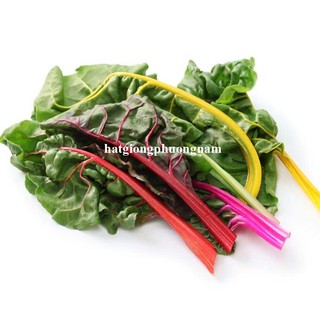 5 Gram - Hạt Giống Cải Cầu Vòng Phương Nam