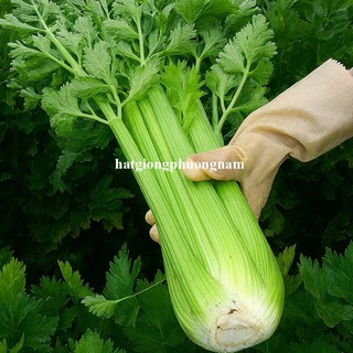 0,5 Gram - Hạt Giống Cần Tây Mỹ Khổng Lồ Chịu Nhiệt Phương Nam