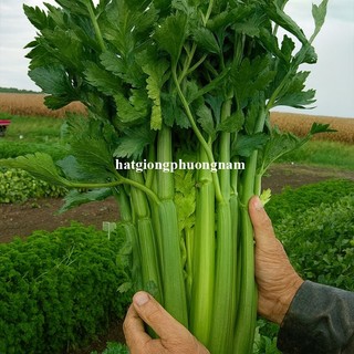 0,5 Gram - Hạt Giống Cần Tây Mỹ Khổng Lồ Chịu Nhiệt Phương Nam