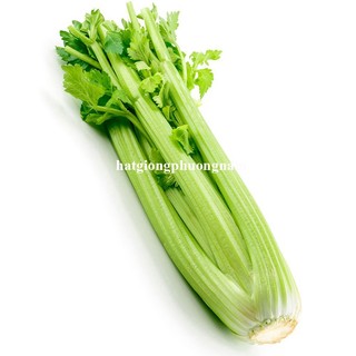 0,5 Gram - Hạt Giống Cần Tây Mỹ Khổng Lồ Chịu Nhiệt Phương Nam