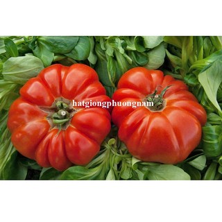 20h - Hạt Giống Cà Chua Bí Ngô Phương Nam