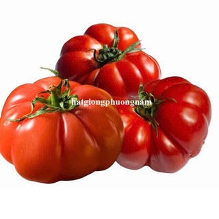 20h - Hạt Giống Cà Chua Bí Ngô Phương Nam