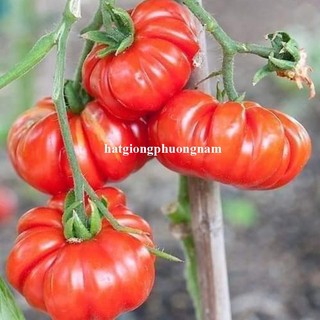 20h - Hạt Giống Cà Chua Bí Ngô Phương Nam