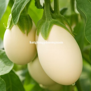 1 Gram - Hạt Giống Cà Pháo Trứng Phương Nam