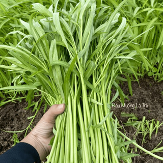 [COMBO 10 GÓI] Hạt giống Rau Củ Quả Dễ Trồng, Nhanh Thu Hoạch, Năng Suất Cao, Trồng Quanh Năm