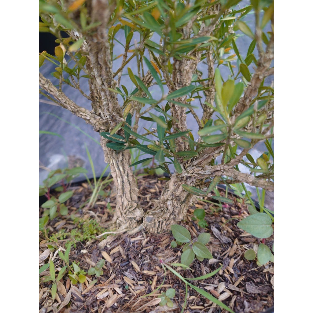Chậu Cây Cảnh Hoàng Dương Indo (Buxus) - cây cảnh bonsai để bàn sang trọng nhà giàu thích trồng