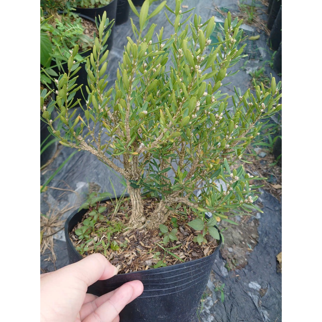 Chậu Cây Cảnh Hoàng Dương Indo (Buxus) - cây cảnh bonsai để bàn sang trọng nhà giàu thích trồng