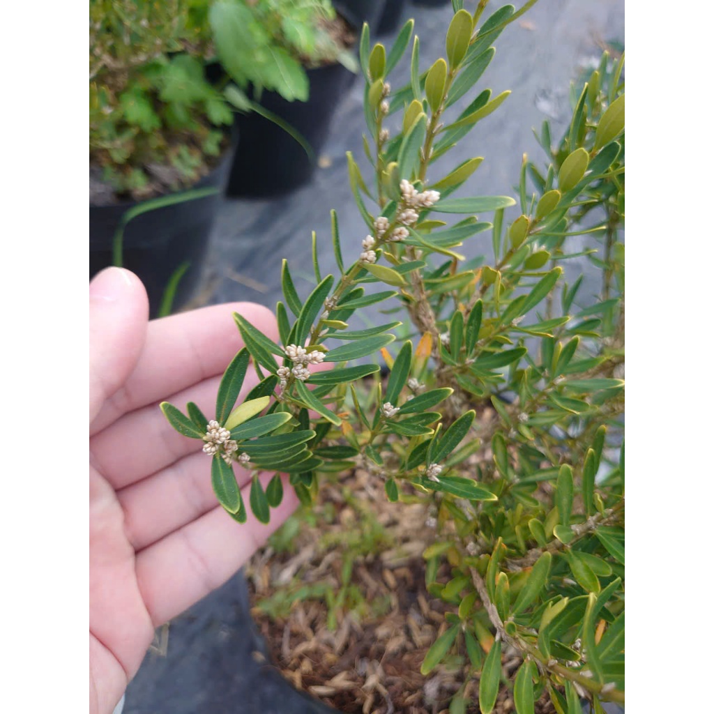 Chậu Cây Cảnh Hoàng Dương Indo (Buxus) - cây cảnh bonsai để bàn sang trọng nhà giàu thích trồng