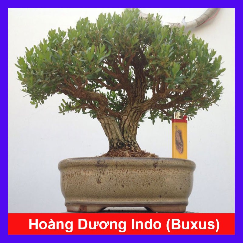Chậu Cây Cảnh Hoàng Dương Indo (Buxus) - cây cảnh bonsai để bàn sang trọng nhà giàu thích trồng