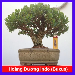 Chậu Cây Cảnh Hoàng Dương Indo (Buxus) - cây cảnh bonsai để bàn sang trọng nhà giàu thích trồng