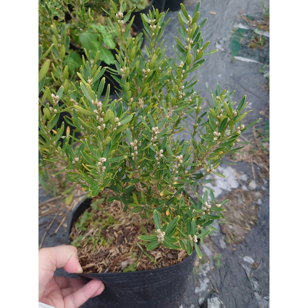 Chậu Cây Cảnh Hoàng Dương Indo (Buxus) - cây cảnh bonsai để bàn sang trọng nhà giàu thích trồng