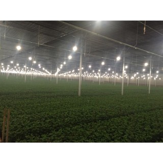 Đèn LED hoa cúc Rạng Đông HC A60/9W Ánh sáng bền đẹp – Tiết kiệm điện