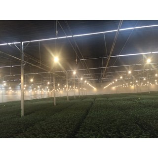 Đèn LED hoa cúc Rạng Đông HC A60/9W Ánh sáng bền đẹp – Tiết kiệm điện