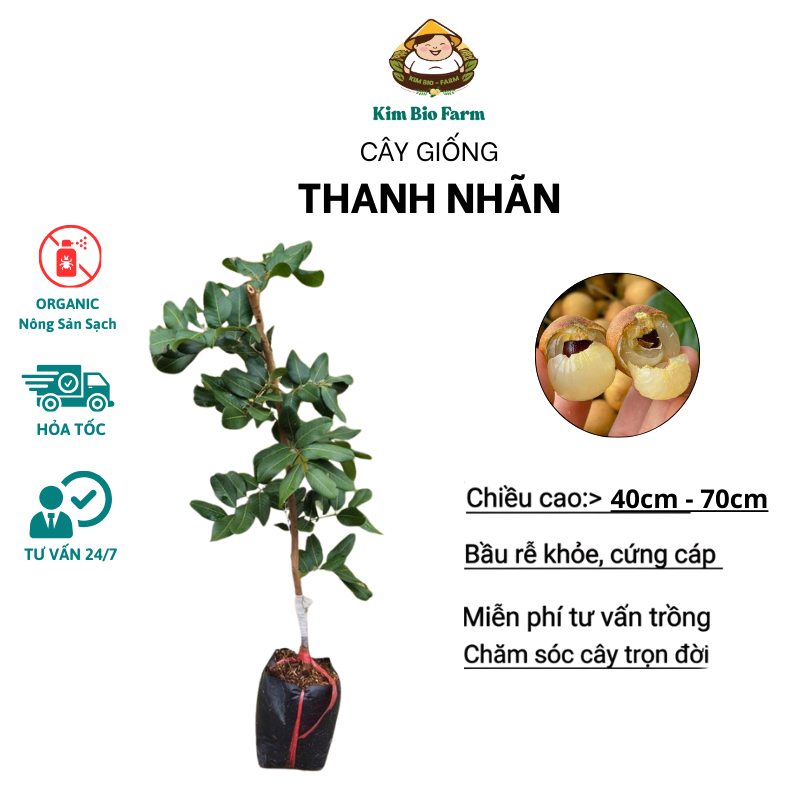 Cây giống Thanh Nhãn F1 Nhanh Ra Trái – trái ngọt thanh, hạt nhỏ, dễ trồng, năng suất cao