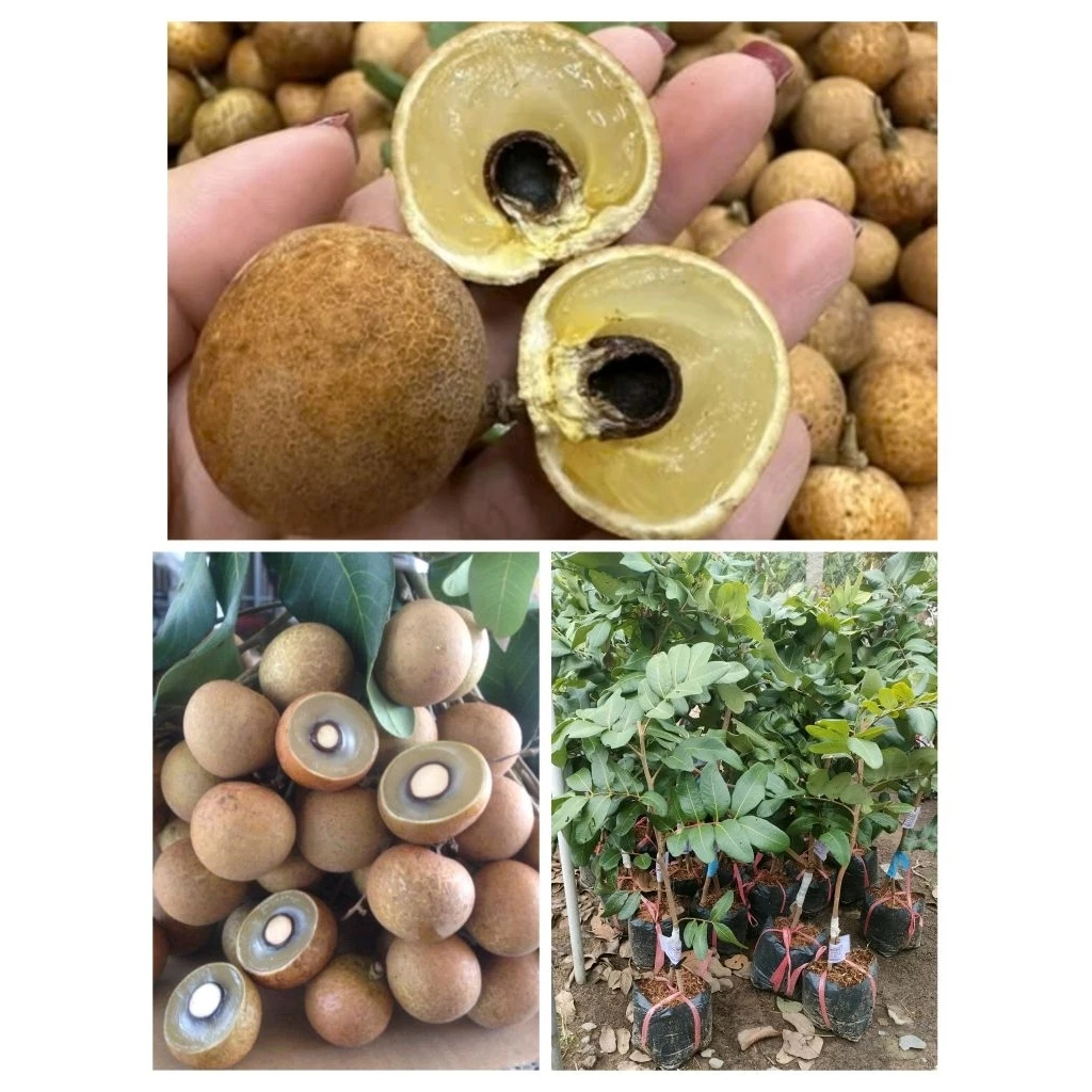Cây giống Thanh Nhãn F1 Nhanh Ra Trái – trái ngọt thanh, hạt nhỏ, dễ trồng, năng suất cao