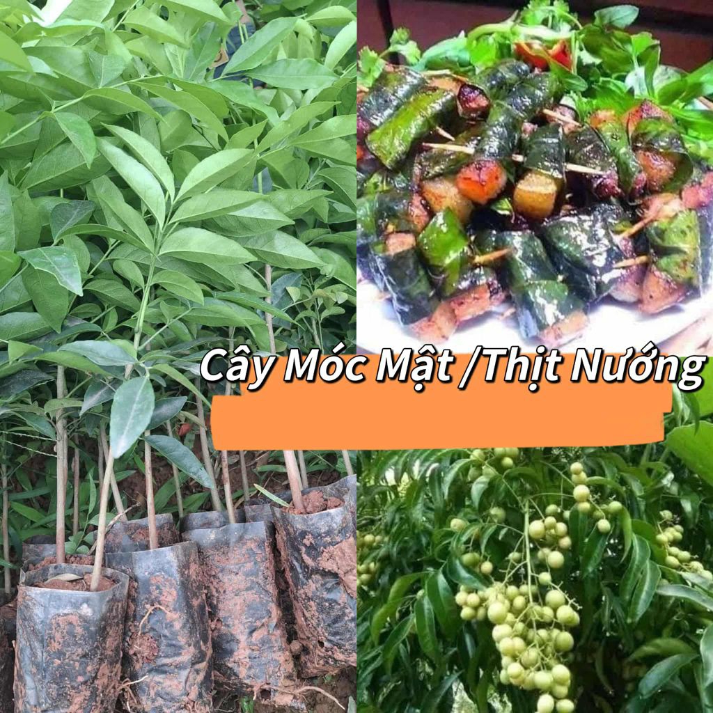 Cây Giống Móc Mật Chuyên Lấy Lá Làm Thịt Nướng ăn rất ngon