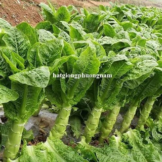 0,5 Gram - Hạt Giống Rau Tiến Vua Xanh/Tím Khổng Lồ F1 Phương Nam