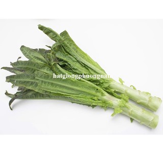 0,5 Gram - Hạt Giống Rau Tiến Vua Xanh/Tím Khổng Lồ F1 Phương Nam