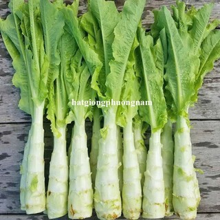 0,5 Gram - Hạt Giống Rau Tiến Vua Xanh/Tím Khổng Lồ F1 Phương Nam