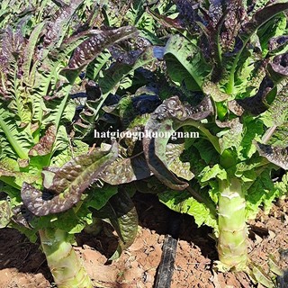 0,5 Gram - Hạt Giống Rau Tiến Vua Xanh/Tím Khổng Lồ F1 Phương Nam