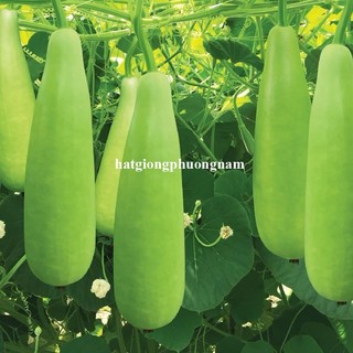 10 Hạt -  Hạt  Giống  Bầu  Xị Phương Nam