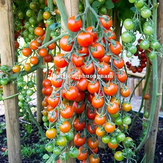 20h - Hạt Giống Cà Chua Chuỗi Ngọc Phương Nam