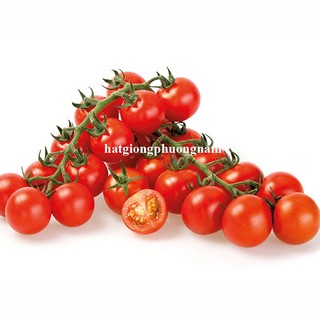 20h - Hạt Giống Cà Chua Chuỗi Ngọc Phương Nam