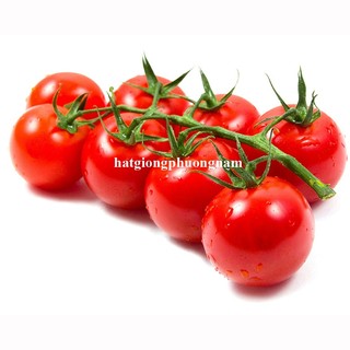 20h - Hạt Giống Cà Chua Chuỗi Ngọc Phương Nam
