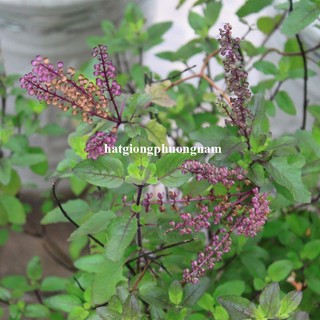 0,5gr - Hạt Giống Hương Nhu Tím Phương Nam
