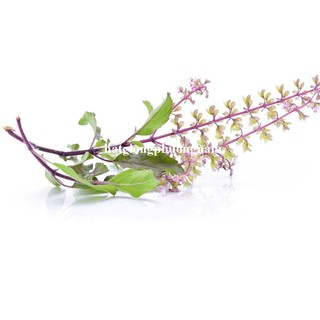 0,5gr - Hạt Giống Hương Nhu Tím Phương Nam