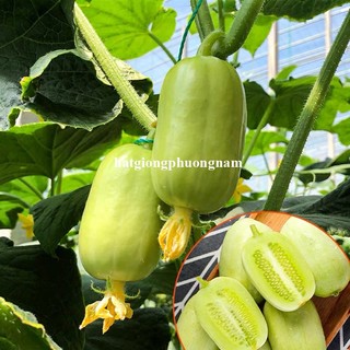 8 Hạt - Hạt Giống Dưa Leo Ngọc Nữ Phương Nam