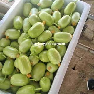 8 Hạt - Hạt Giống Dưa Leo Ngọc Nữ Phương Nam